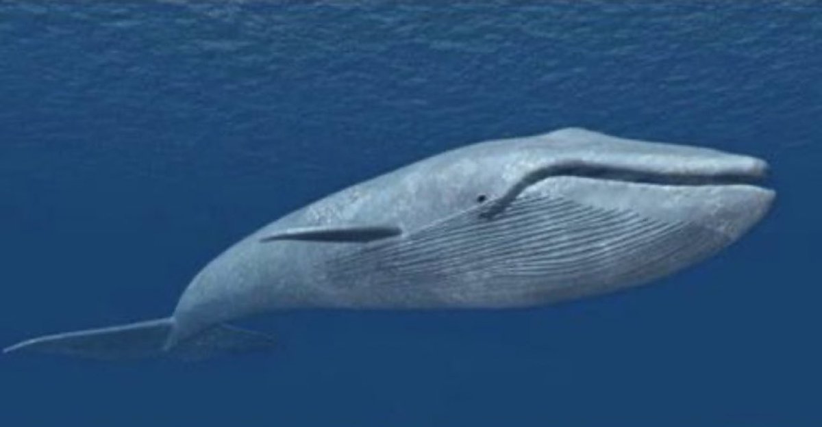 The anus of a Blue Whale can stretch a distance of just over three feet, making it the 2nd biggest a**hole in the world. The first being John Bolton