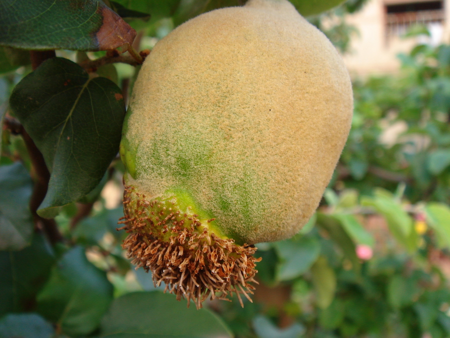 Vida Rural (@vrural) on Twitter photo 🍐FRUTALES 🍐
Control integrado de la roya del peral y del membrillero
Por Jaume Almacellas Gort. Servicio de Sanidad Vegetal. Generalitat de Cataluña (<a href="/gencat/">Generalitat de Catalunya</a> )
Toda la información aquí 👇
agronegocios.es/vida-rural/fru…
#Agricultura #Plagas 🍐FRUTALES 🍐
Control integrado de la roya del peral y del membrillero
Por Jaume Almacellas Gort. Servicio de Sanidad Vegetal. Generalitat de Cataluña (<a href="/gencat/">Generalitat de Catalunya</a> )
Toda la información aquí 👇
agronegocios.es/vida-rural/fru…
#Agricultura #Plagas