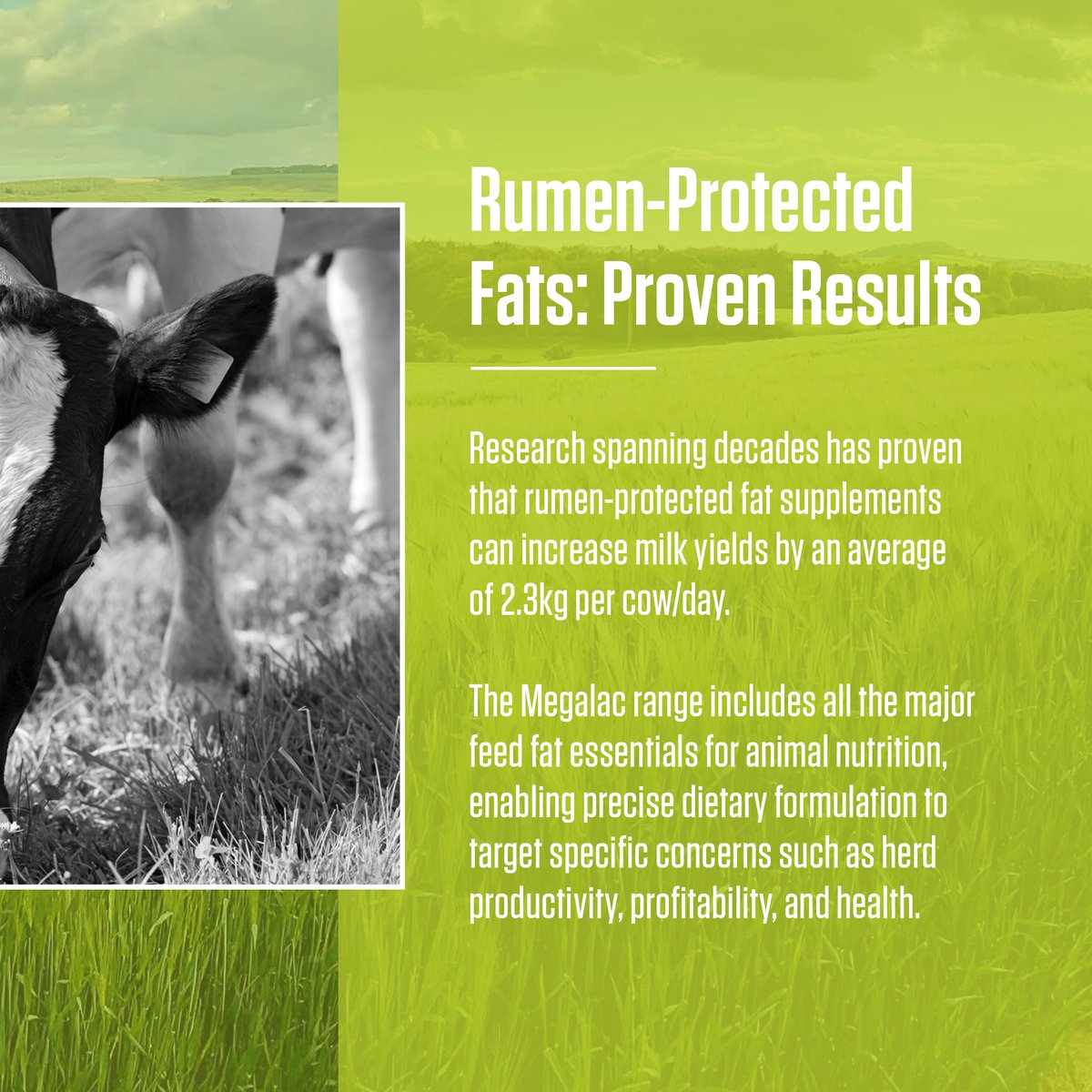 How can dairy farmers capitalise on higher milk prices? 💰

Rumen-protected fats provide the targeted energy boost cows need to maintain energy balance and maximise milk yields. 

Learn more about precision dairy cow nutrition. ⬇️

#DairyCowNutrition