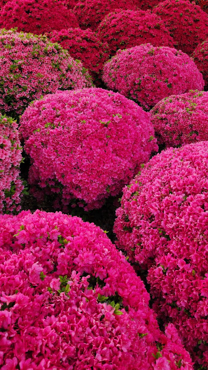 drrobertmuldoon's tweet photo. my lovely azaleas. you are welcome to download them https://t.co/5en6Wk6Bvj