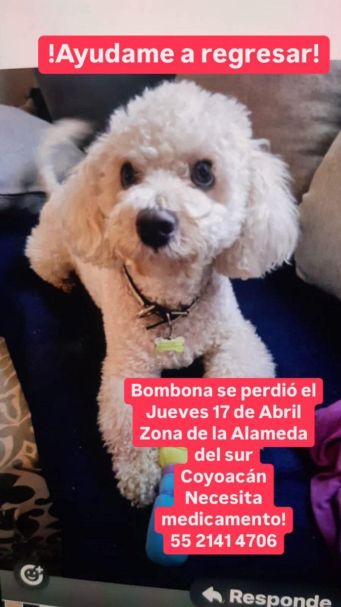 Sandra Segovia. Todos Somos Animales sí también tú (@segoviasan) on Twitter photo #CDMX ayúdanos a encontrar a Bombona
<a href="/MascotasSismo/">Mascotas Sismo</a> @CaninaAmber <a href="/UbicapetMexico/">UBICAPET MÉXICO</a> <a href="/PerrosPerdidosA/">Mascotas perdidas</a> <a href="/PerrosPerdidosA/">Mascotas perdidas</a> <a href="/PrrosPerdidosMX/">PerrosPerdidosMx</a> <a href="/PerdiMiMascota/">PerdiMiMascota</a> <a href="/PerdiDogsMx/">PerdiDogsMx</a> <a href="/lawera33/">Perros Encontrados sin su dueño</a> <a href="/mascotasdifunde/">Difusión de mascotas</a> #CDMX ayúdanos a encontrar a Bombona
<a href="/MascotasSismo/">Mascotas Sismo</a> @CaninaAmber <a href="/UbicapetMexico/">UBICAPET MÉXICO</a> <a href="/PerrosPerdidosA/">Mascotas perdidas</a> <a href="/PerrosPerdidosA/">Mascotas perdidas</a> <a href="/PrrosPerdidosMX/">PerrosPerdidosMx</a> <a href="/PerdiMiMascota/">PerdiMiMascota</a> <a href="/PerdiDogsMx/">PerdiDogsMx</a> <a href="/lawera33/">Perros Encontrados sin su dueño</a> <a href="/mascotasdifunde/">Difusión de mascotas</a>