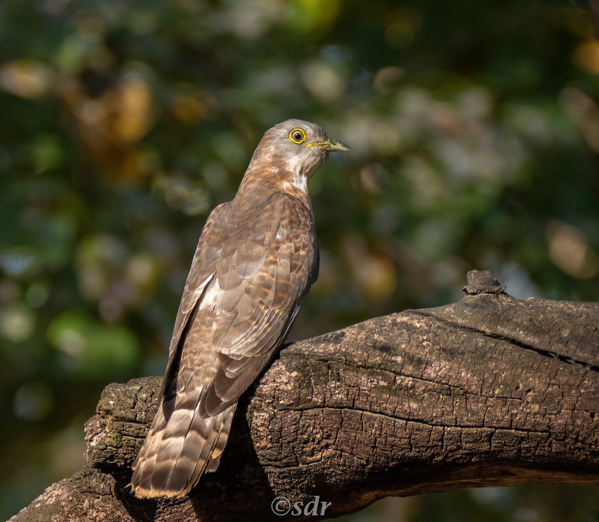 sanshali1's tweet photo. Common Hawk Cuckoo, during the breeding season, is heard more than seen. @IndiAves @ragnyabhawani #BBCWildlifePOTD #BirdsSeenIn2025 #NikonZ8 #Nikon #photooftheday @cbcchandigarh #cuckoo #birdsofsummer https://t.co/611TzkHiOS
