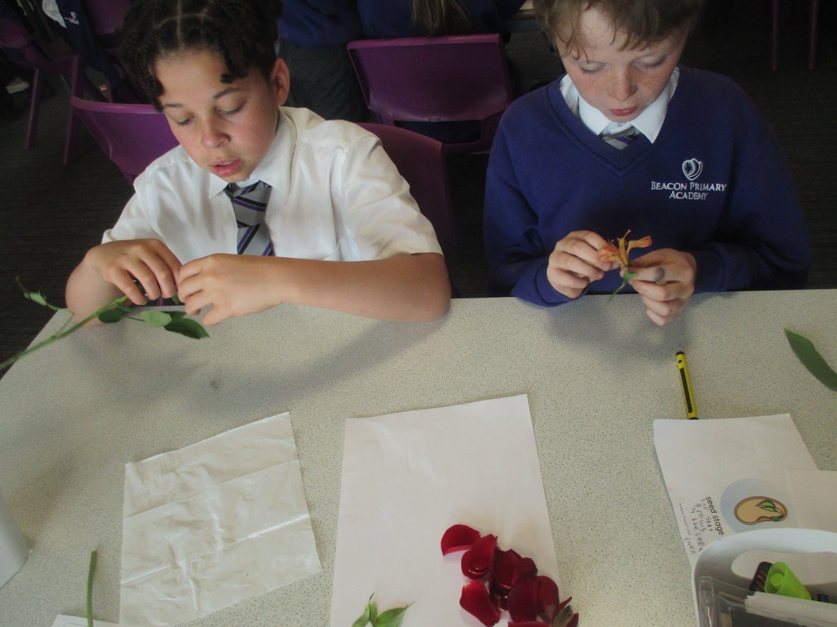 Beacon Primary Academy tweet media