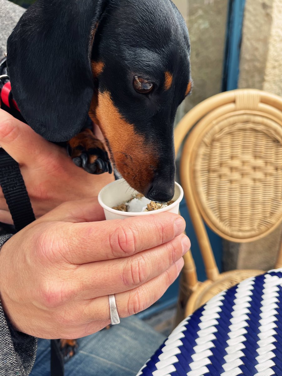 ceseph's tweet photo. 3 ans: Joyeux anniversaire Tootsie 🐾🎂🥰 #HappyBirthday #tuesdayvibe #photo #photography #teckel #teckellovers #teckellife #touffupetstore https://t.co/oSnhAdzjKA