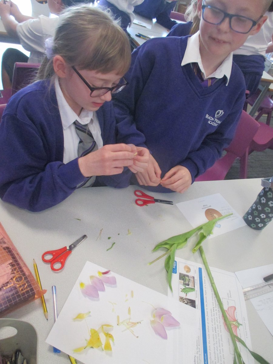 Beacon Primary Academy (@beaconacad) on Twitter photo Y5 have started their new #Science topic 'Living Things and their Habitats' by learning how to dissect #flowers. They categorised and compared the reproductive parts of three different flowers. <a href="/kapowprimary/">Kapow Primary</a> #plants Y5 have started their new #Science topic 'Living Things and their Habitats' by learning how to dissect #flowers. They categorised and compared the reproductive parts of three different flowers. <a href="/kapowprimary/">Kapow Primary</a> #plants