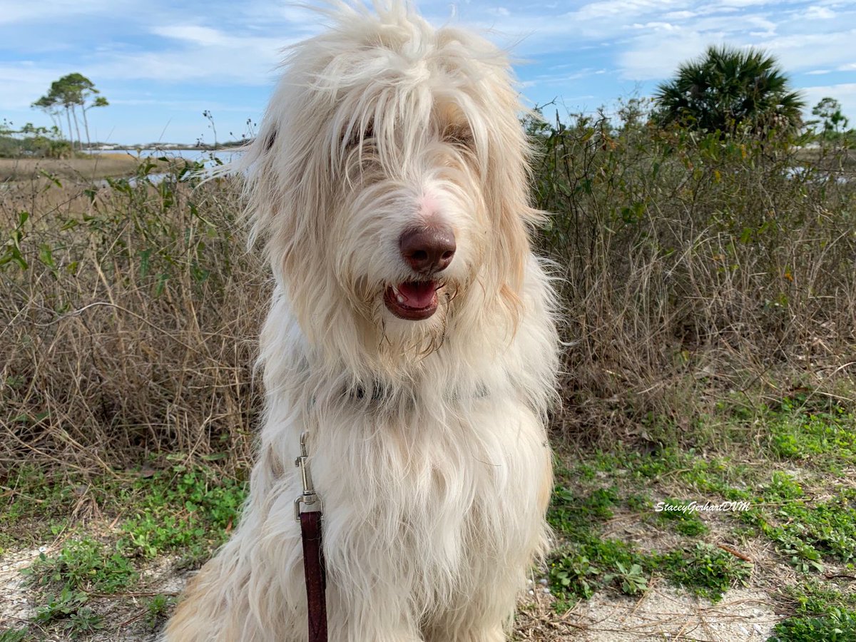 DrStaceyDVM's tweet image. Happy Tongue Out Tuesday from our favorite hikes to yours. Enjoy a walk in nature with your dog today!  #TongueOutTuesday,#adventuredogs,#dogoftheday,#dogsarefamily,#dogsarelove,#fitnessdogs,#petfriendly