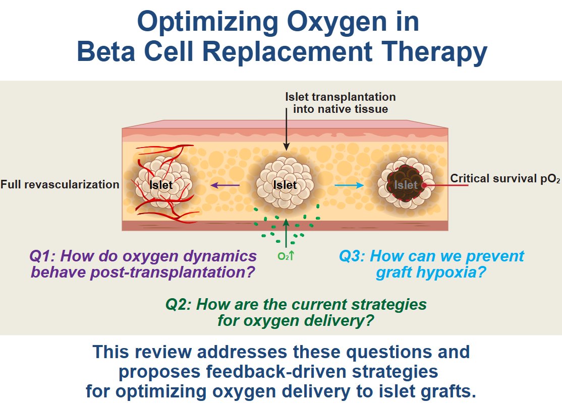 We have some great #diabetes research to read about in today's #ArticleinPress, Oxygen dynamics and delivery strategies to enhance beta cell replacement therapy (Kuang-Ming Shang et al. <a href="/Caltech/">Caltech</a>):

ow.ly/wK0350VEYaa

#betacells #oxygen