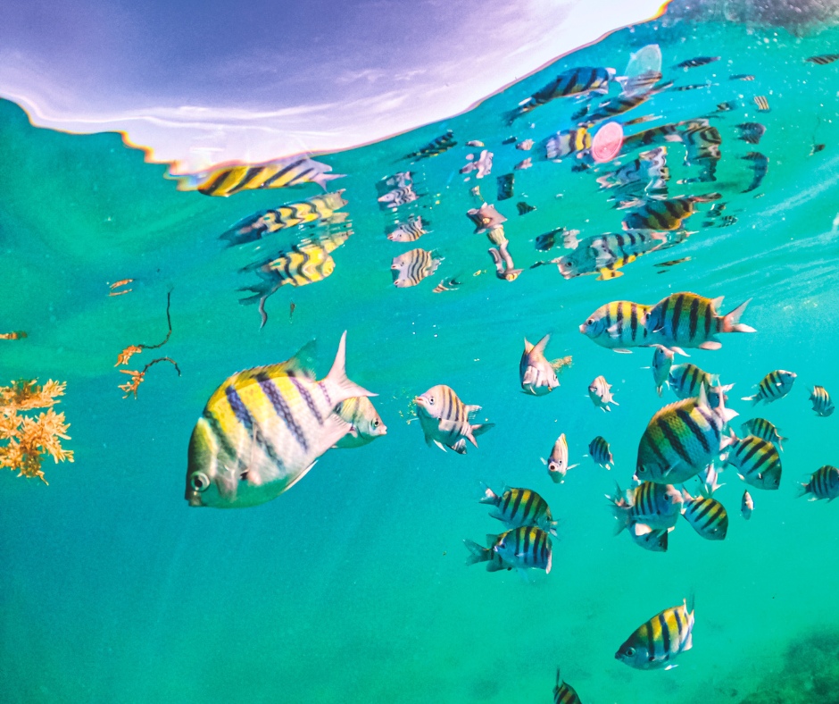 Florida Humanities tweet media