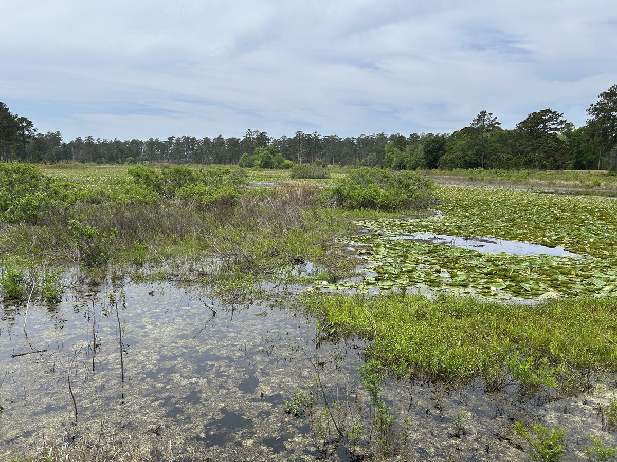 Seth W. Bigelow, Ph.D. (@bigelowseth) on Twitter photo …and suddenly the gators have appeared <a href="/talltimbers1958/">Tall Timbers Research Station and Land Conservancy</a>! There’s one in the center, looking with a jaundiced eye. It’s a thrill to share the landscape with large reptiles …and suddenly the gators have appeared <a href="/talltimbers1958/">Tall Timbers Research Station and Land Conservancy</a>! There’s one in the center, looking with a jaundiced eye. It’s a thrill to share the landscape with large reptiles