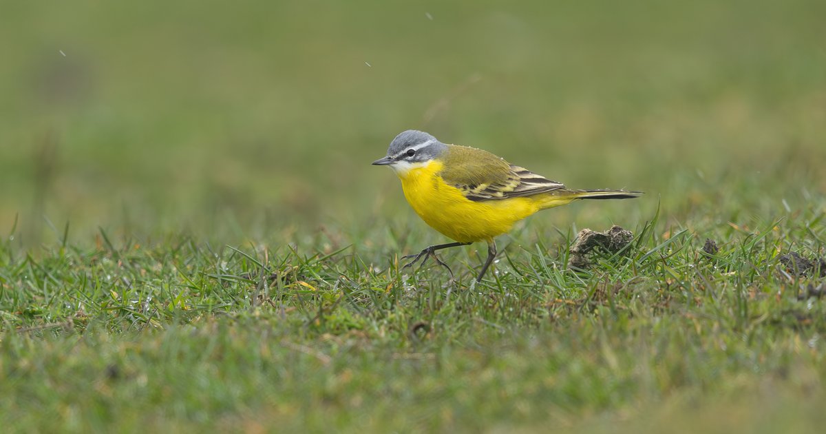 Tom Wright tweet media