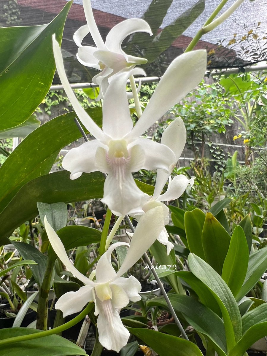 anie_379's tweet photo. I forgot this dendro ID 😬🫣 the white color is stunning 🥰🥰🥰 #orchids #orchidslover #dendrobium https://t.co/bQwD7Gr48b