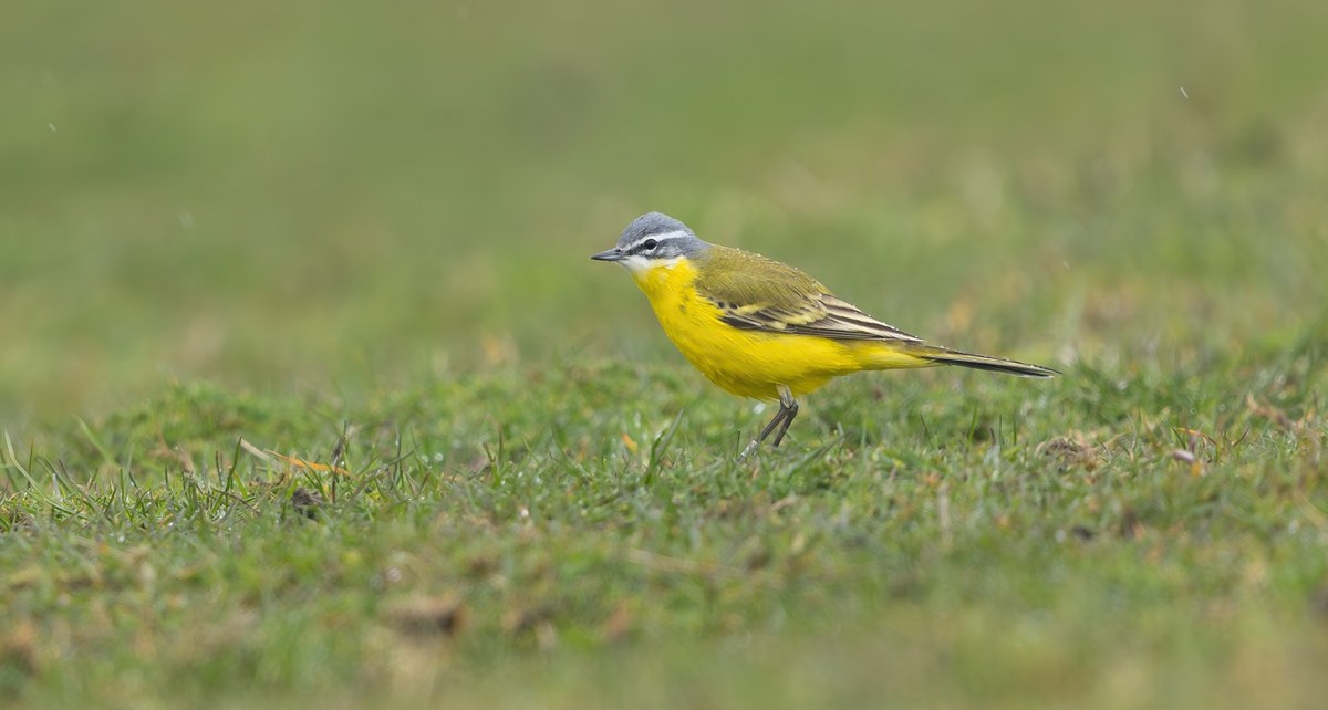 Tom Wright tweet media