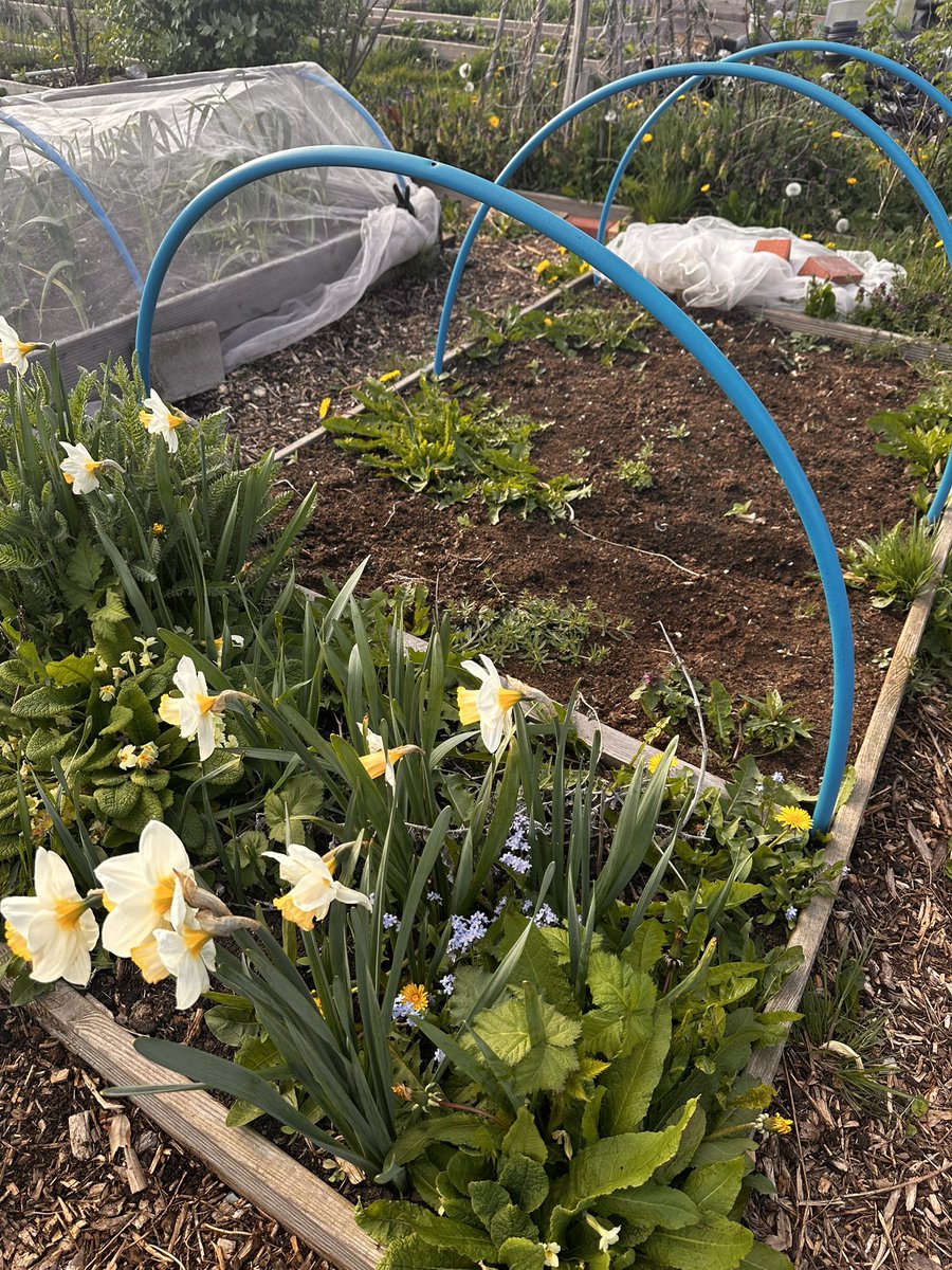 Right then - evening shift 1. 
Weeding, bed prepping and potting on. 
Even #nodig beds get untidy ! It’s not all sunshine and light in allotment life . 😀
#allotment