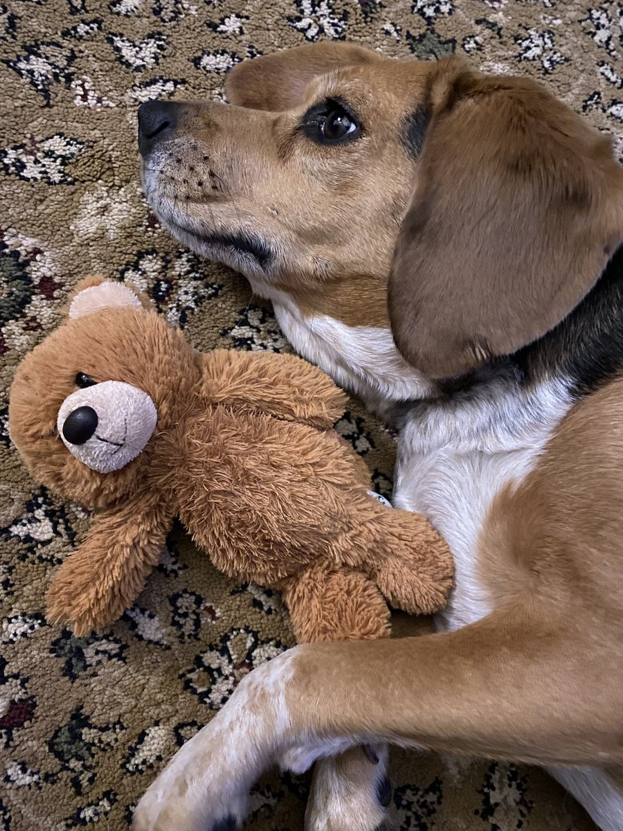 It’s #NationalBeagleDay! Just a few photos of me! <a href="/beaglefacts/">Beagle Facts</a>