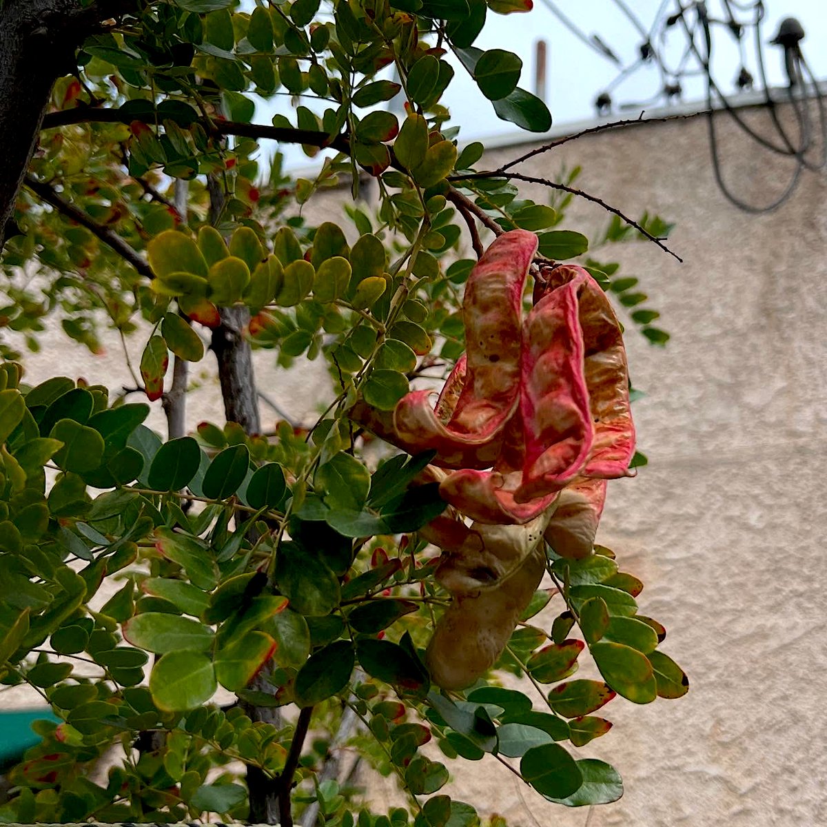 BenningViolins's tweet image. Our #Pernambuco tree is in bloom. The source of the finest bow wood, Pernambuco is an endangered wood species from Brazil. Our tree was a gift to us decades ago. My father has personally grown dozens of them from seeds and gifted them to others. #archetier #bowmaking #bows