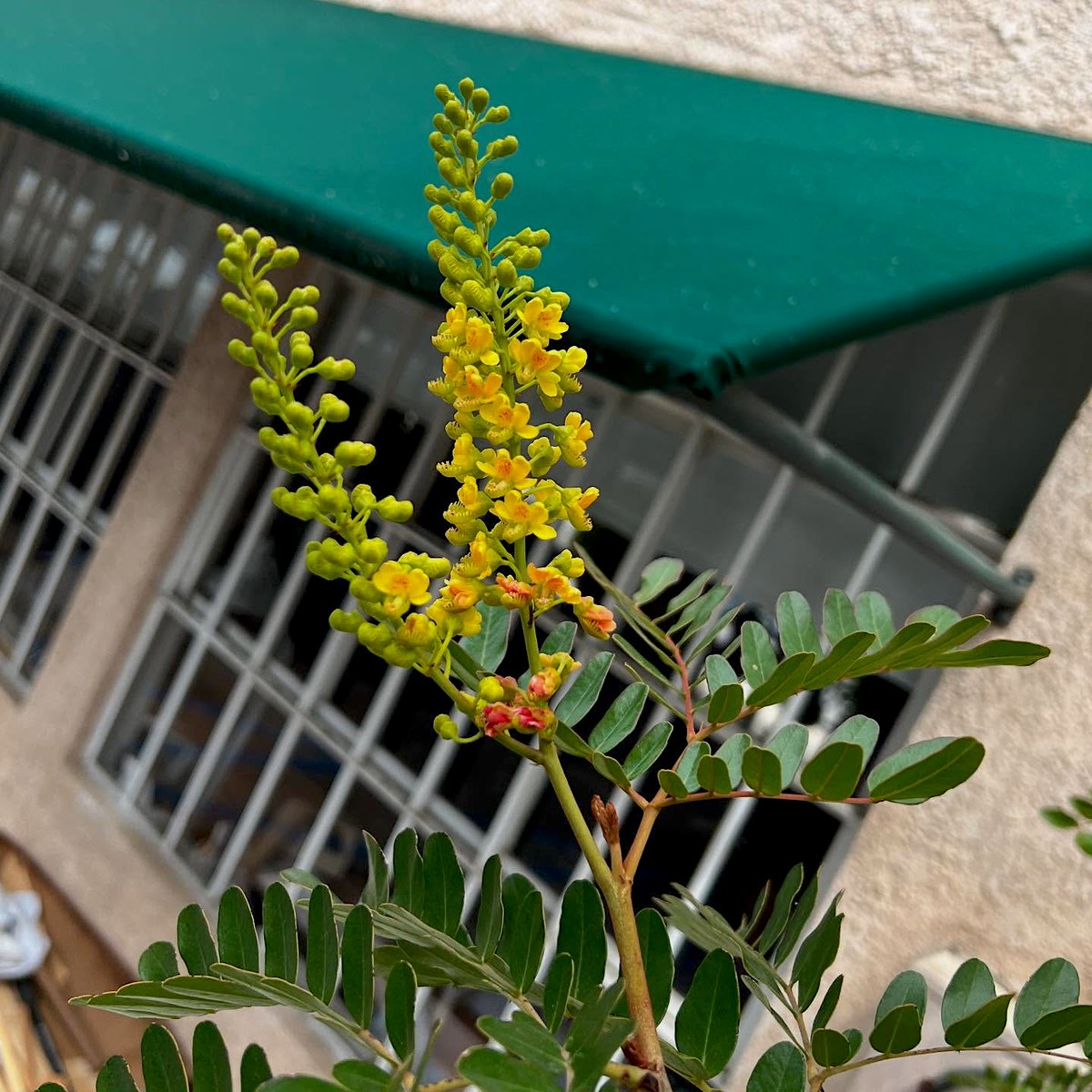 BenningViolins's tweet image. Our #Pernambuco tree is in bloom. The source of the finest bow wood, Pernambuco is an endangered wood species from Brazil. Our tree was a gift to us decades ago. My father has personally grown dozens of them from seeds and gifted them to others. #archetier #bowmaking #bows