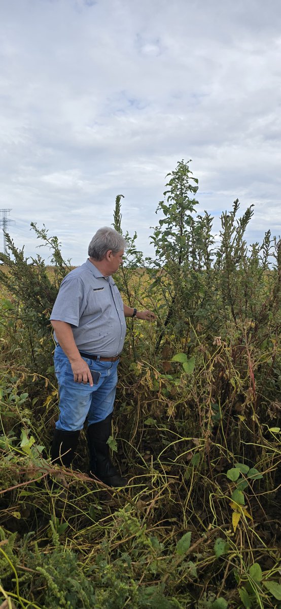 Yep. That's a weed.

Not only is that monster scary to look it, it is packed with ammo. Weeds this size can carry millions of seeds that will end up getting distributed across your field as they pass through the combine.

The Redekop SCU will mitigate this issue by killing up to