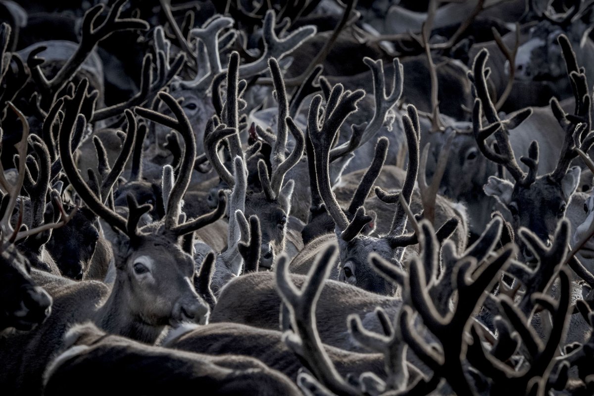 Photographing the Beauty of the North - On the 55th anniversary of Earth Day, I wanted to feature some of the remarkable work of AFP photographer Olivier Morin, showing the people, animals, and landscapes of the Earth’s arctic and subarctic regions. theatln.tc/YZrDnXIB