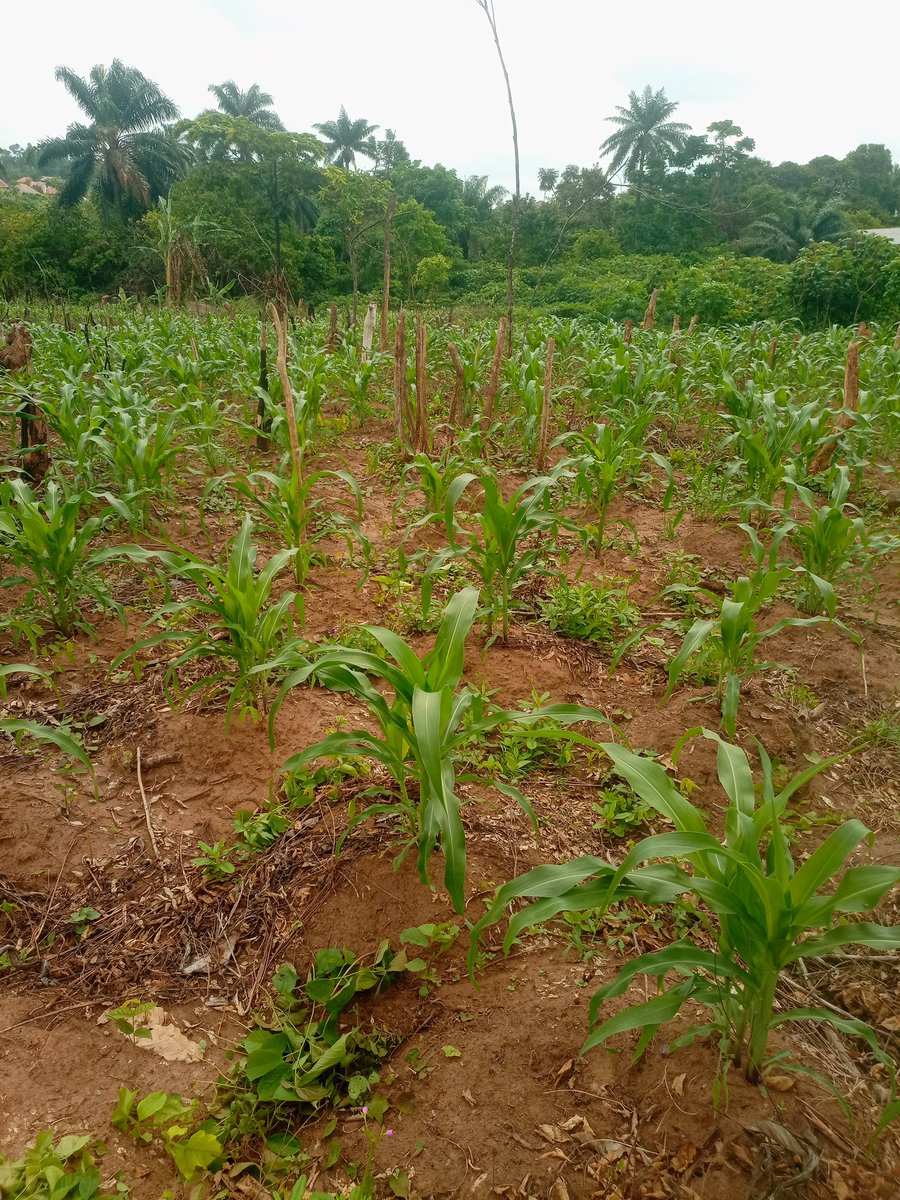 How it's going, life of a farmer 😍😍😍😍