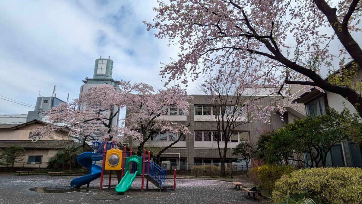 yokan113's tweet photo. The cherry blossoms I see every year. https://t.co/0JR7ZaNule