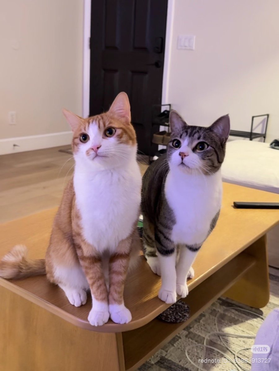 withyoumarktuan's tweet photo. 250422 Mark’s Rednote Update

“Came to pay my 🐱tax and 🐶tax”

#MarkTuan #Mark #段宜恩 #마크 
@marktuan @DNAmngmnt 
#GOT7 #갓세븐 @GOT7 @GOT7Official https://t.co/Ex9wyS4jcL