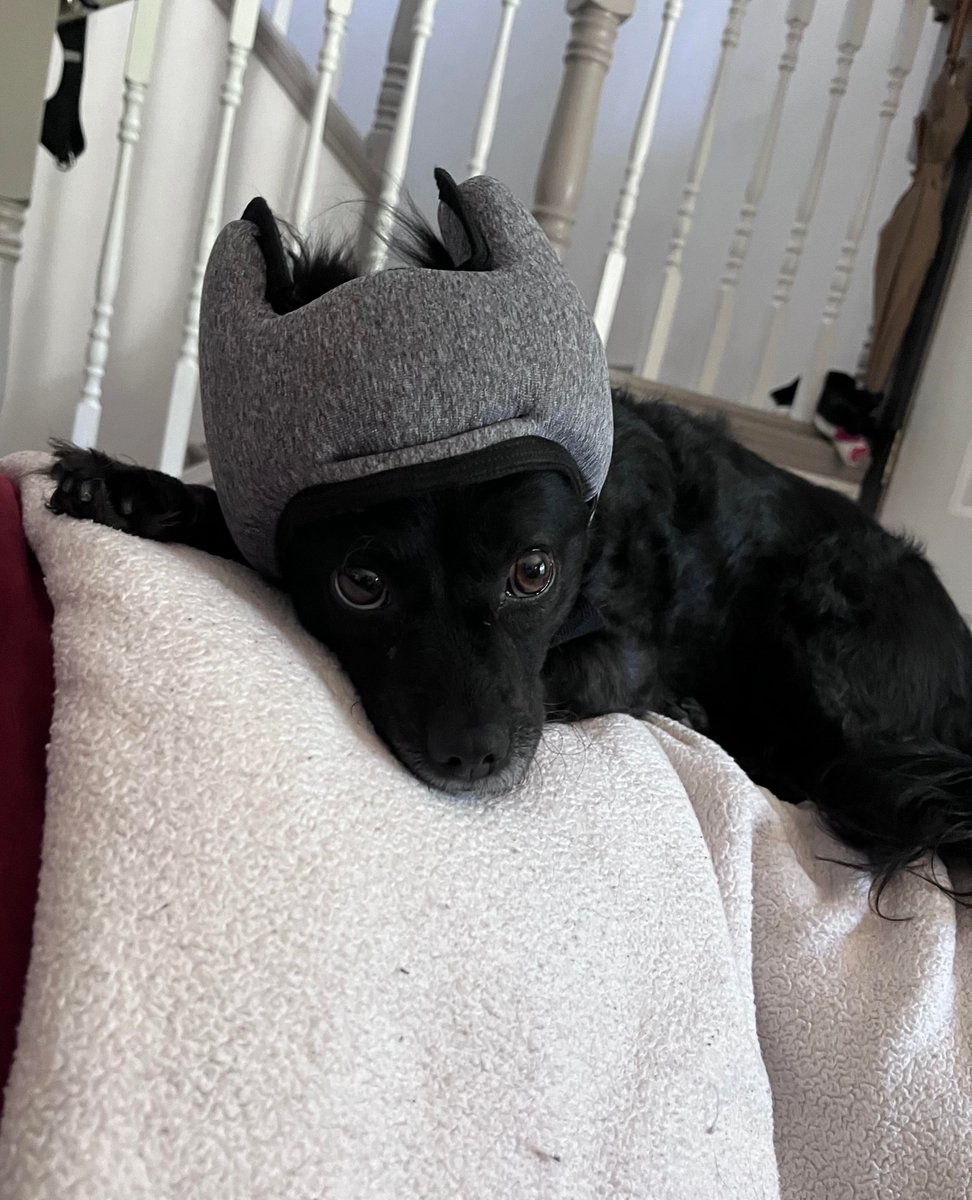 PawnixANC's tweet photo. 🎧🐾 Ever have the need for your pup to enjoy a little peace and quiet? Introducing PAWNIX noise-cancelling headphones, specially designed for our furry friends—especially the "puppy on the back of the couch, trying to protect this house!" https://t.co/ykuq639J3i