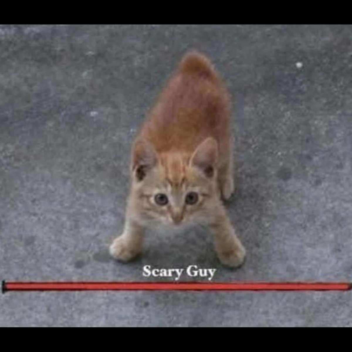 GENTLECAT (@gentleeeeeeecat) on Twitter photo 