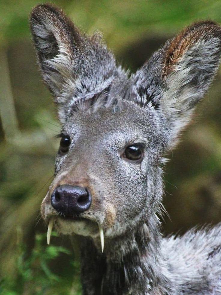 Deer in Places they Shouldn't Be (@deershouldnt) on Twitter photo 