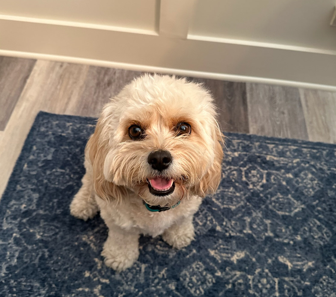 SmarterOlive's tweet photo. Got to spend some time with Willow this weekend!! #CuteDog #FurryFriend #ShamelesslyUsingMarie’sDogForLikes https://t.co/1LX2zzgzt1