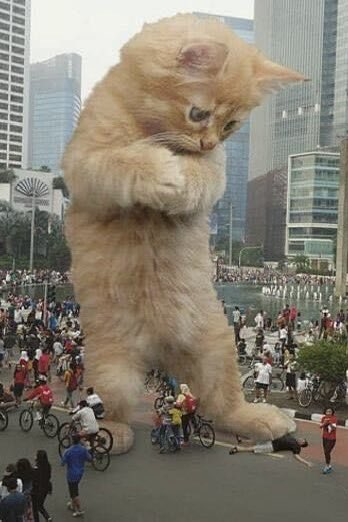 BIG TAETKiTTYYYY 🔥🐾🔥🔥🐾🐾