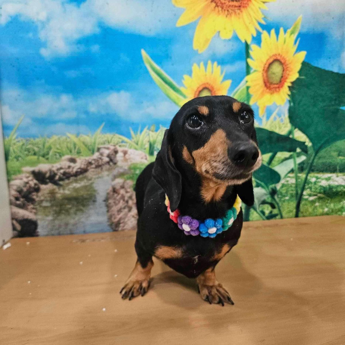 ⭐️ Adoption Alert ⭐️ 

Clover🐾 

Our sweet girl Clover is looking for her forever home🏡 

Could this be you? 🙏🏻 

Apply here 👉🏻 forms.office.com/e/vp5ENBtxtf

#adoptme