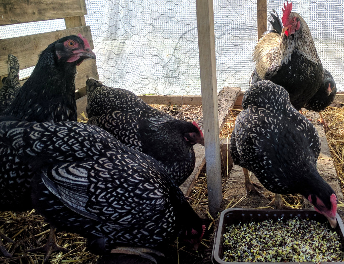 themuttsknutts's tweet image. The #Barnevelder #chicken is a Dutch breed that was developed in the early 20th century in the town of Barneveld in #Holland. Originally a dual purpose #breed kept for both meat and eggs the breed is now more often kept just for #eggs and #showing. barnevelder.net