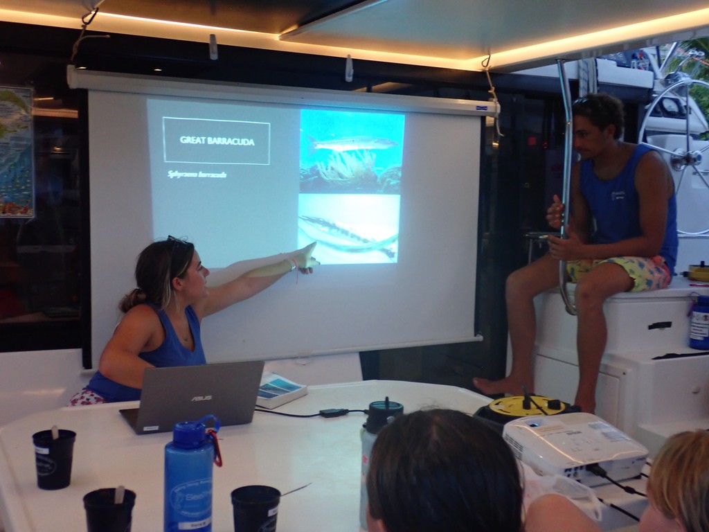 SeaTrek BVI tweet media