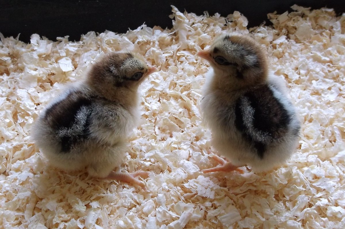 themuttsknutts's tweet image. The #Barnevelder #chicken is a Dutch breed that was developed in the early 20th century in the town of Barneveld in #Holland. Originally a dual purpose #breed kept for both meat and eggs the breed is now more often kept just for #eggs and #showing. barnevelder.net