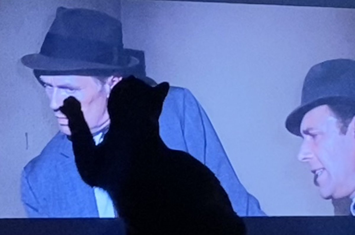 paleautumnmoon's tweet photo. Currently watching #FootlightParade while flying and they have the black cat and now I miss my cats 😭 #TCMParty https://t.co/BQqwI3RRTL