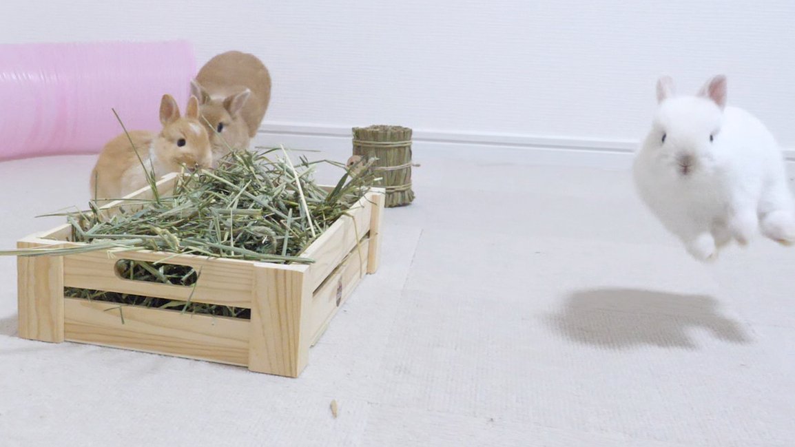 UsagimuraCh's tweet image. 広々へやんぽが楽しすぎる双子赤ちゃん

youtu.be/DqTwdszZ-4Q