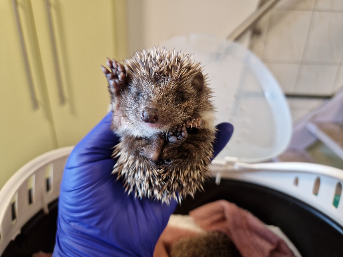 22 kwietnia - Dzień Ziemi
Kolejny rok z rzędu w Dniu Ziemi mamy dla Was nowość w pobieralni - zupełnie nowe tapety na smartfon i komputer, po 8 do wyboru. Wiosna jest okresem pojawiania się na świecie młodych ssaków, więc tym razem postawiliśmy na portrety bardzo małych  zwierząt