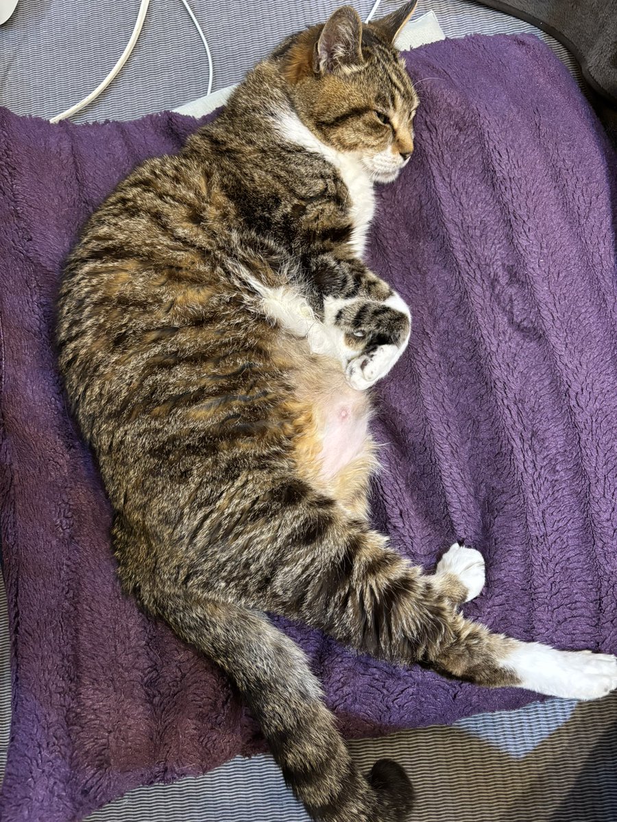 今日のまめ
＃猫のいる暮らし　＃猫のいる幸せ　＃猫　＃まめ