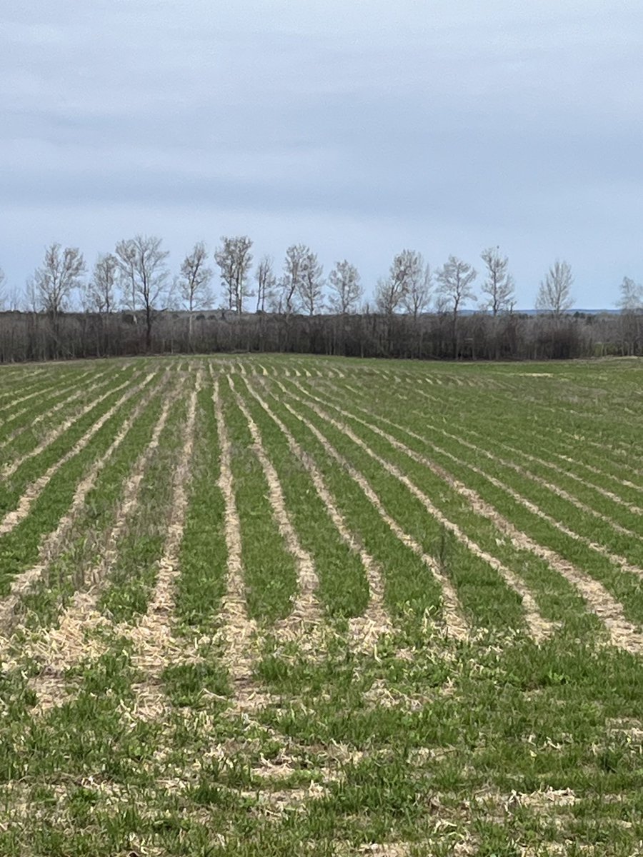 Band strips sprayed last fall  in Cover Crop looking good this spring, just waiting for weather to strip till bands or plant corn directly into strips