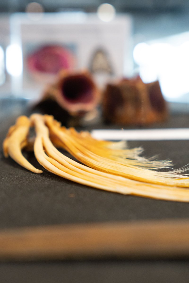 MuseosCant's tweet photo. 🐳🌊 Junto al IEO Santander, el #MuseoMarítimo ofrece una interesantísima #exposición que, bajo el nombre de '12 meses, 12 peces', nos acerca la vida salvaje de los peces del mar #Cantábrico 🧐

👉 En la sala Naos del #MMC hasta el 8 de #junio 👌 https://t.co/05He3MYYOZ