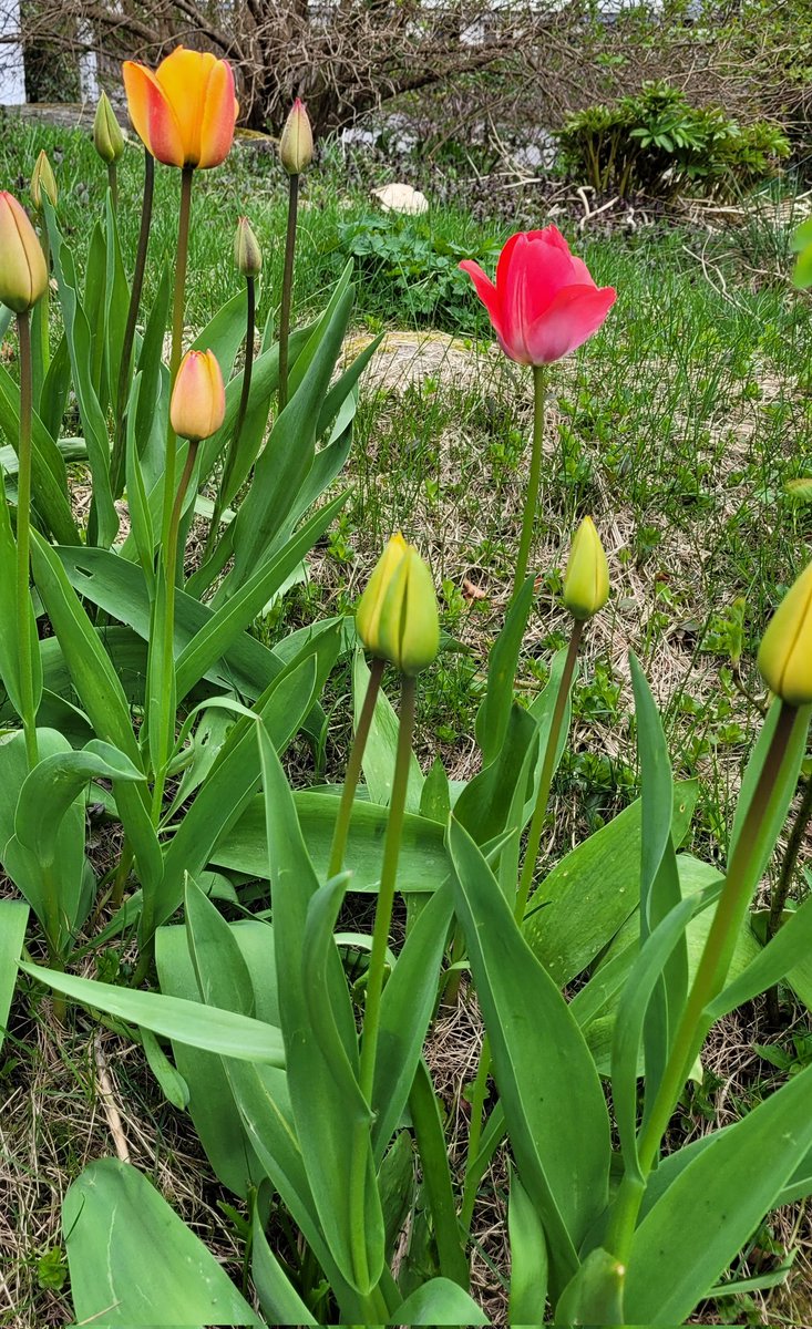 CPalmesen22275's tweet image. "- Det er vel fagre stundar når våren kjem her nord,
og atter som eit under
nytt liv av daude gror". 
                                     Elias Blix