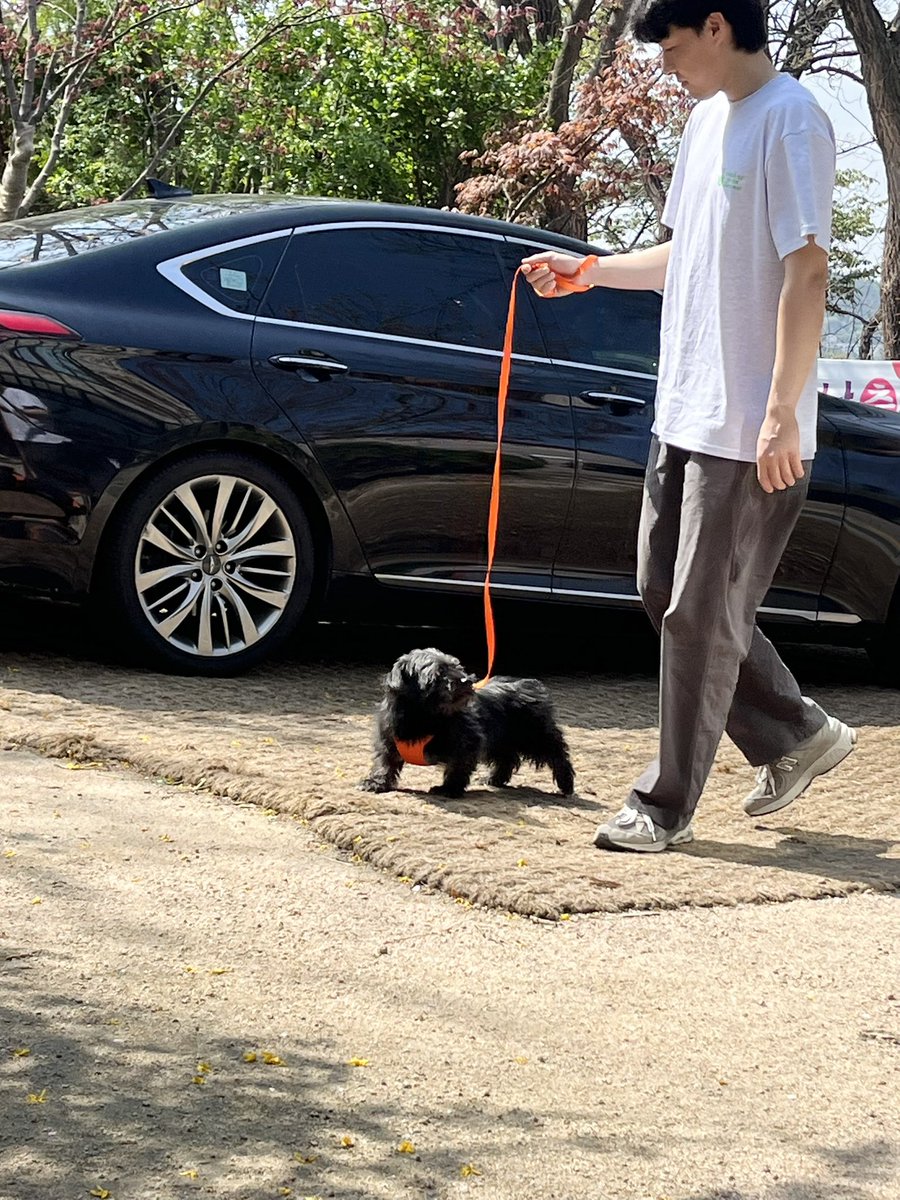 heehee112233's tweet photo. 숏다리 강아지 https://t.co/iVat0xBs1x