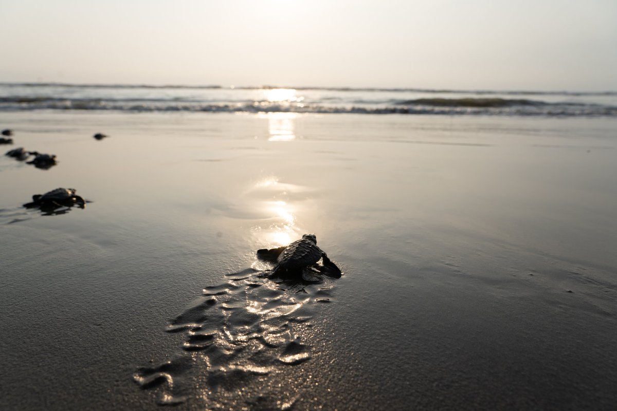 UNDP_BD's tweet photo. “Releasing sea turtle hatchlings into the ocean was a deeply moving experience - a reminder that when communities lead, nature heals,” said our RR @stefanliller. Also added “This initiative under the @GEF_SGP is a powerful example of how local actions can restore ecosystems and protect biodiversity”. Read more: https://t.co/Gwra2ytgsa
#UNDPBangladesh #UNDPBD