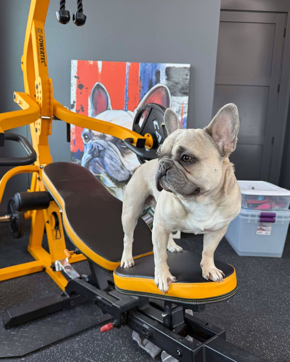 Powertec's tweet image. Strength in numbers — especially with four paws! 🐾💪

We LOVE seeing your Powertec setups with furry workout buddies! 🐶

Got a pic? Tag us or DM it — we’ll share our faves! #Powertec #FurryFitness