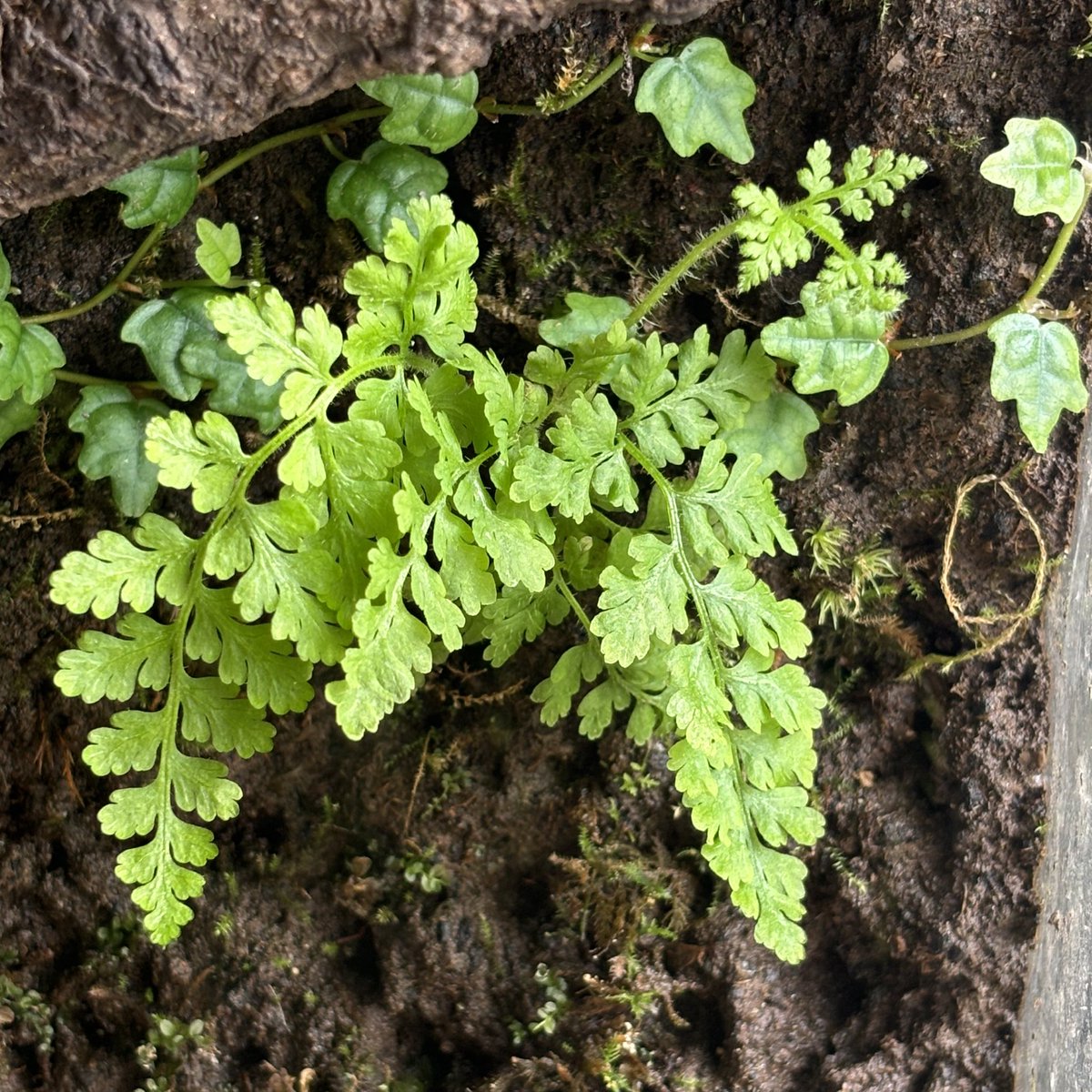 胞子から生えてきたシダがモサモサで嬉しいのだ