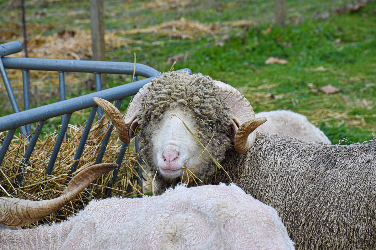 🐑 Découvrez les Moutons Mérinos à #Carcassonne ! 🐑
Venez explorer leur histoire et rencontrez notre troupeau à la Ferme des Bords d’Aude. Une expérience unique !
📍 Ferme des Bords d'Aude - Chemin de la Plaine Mayrevieille

reservation.tourisme-carcassonne.fr/venez-visiter-…