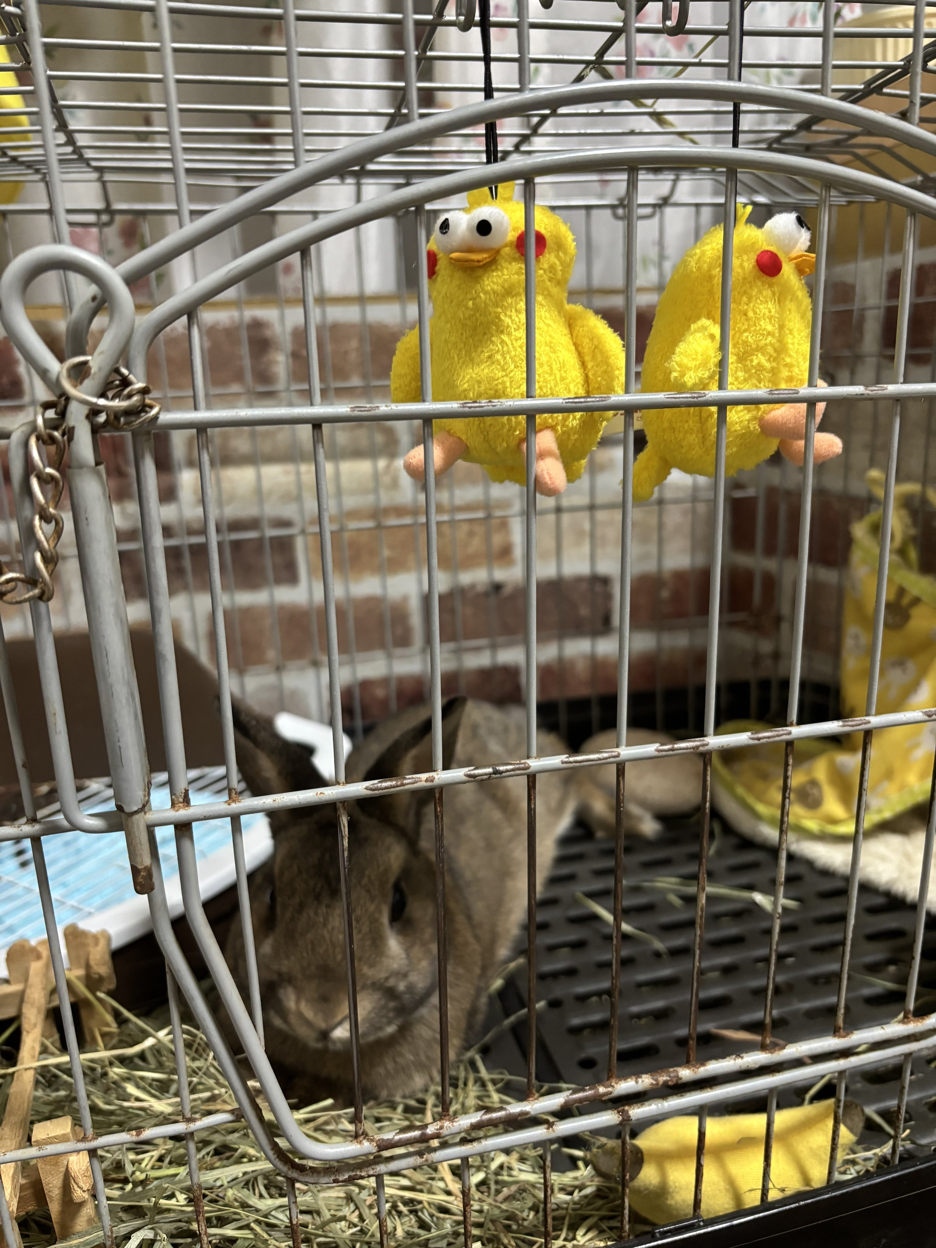 ポインコと山歩き中🐥🐾 (@paopaopanda_jp) / X