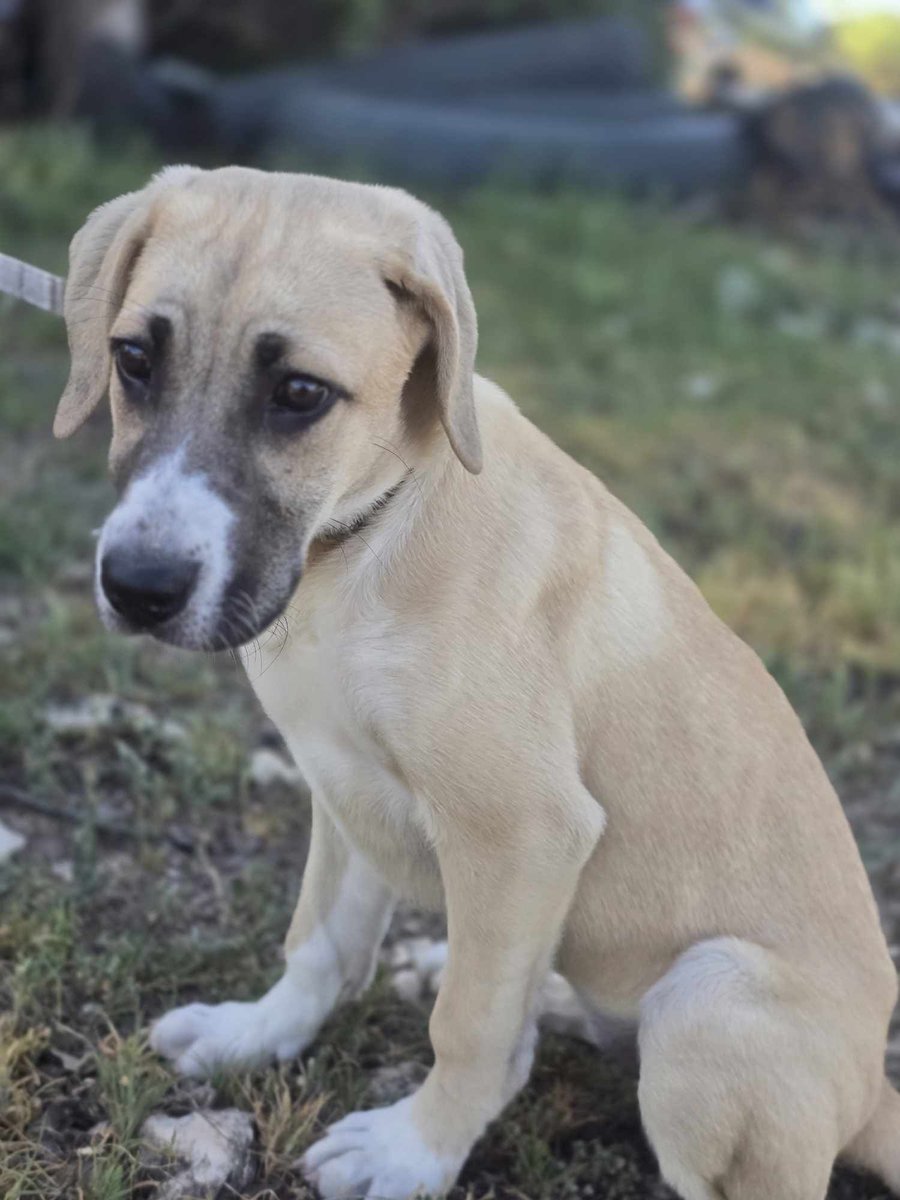 VoiceRescue's tweet photo. Itβs $2 Tuesday!
Meet Easter, Matilda & Dobbyβ3 pups needing a little TLC:
βοΈ Easter's off to her foster home
π Matilda needs vaccines & meds
β€οΈ Dobbyβs getting care for skin issues
$2 helps us help them
https://t.co/JiNyaCAewP
Text VARS to 89871
#2DollarTuesday #RescueDogs https://t.co/gwBocMmPwF