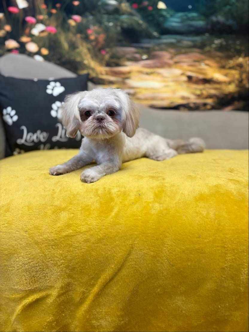VoiceRescue's tweet photo. Itβs $2 Tuesday!
Meet Easter, Matilda & Dobbyβ3 pups needing a little TLC:
βοΈ Easter's off to her foster home
π Matilda needs vaccines & meds
β€οΈ Dobbyβs getting care for skin issues
$2 helps us help them
https://t.co/JiNyaCAewP
Text VARS to 89871
#2DollarTuesday #RescueDogs https://t.co/gwBocMmPwF
