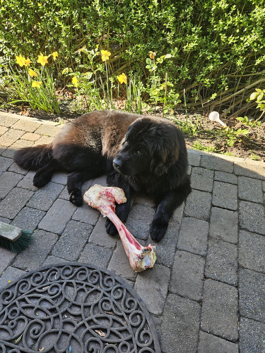 riskparty63's tweet image. Just as an update...dont ever touch my bonen #newfoundlander